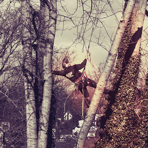 Top Notch Tree Care